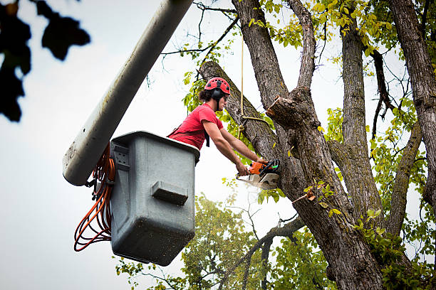 Tree and Shrub Care in Ogdensburg, NY