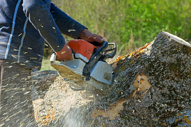 Professional Tree Removal in Ogdensburg, NY